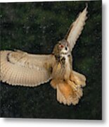 Eurasian Eagle Owl Metal Print