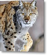 Eurasian Lynx Walking Metal Print