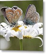 European Common Blue Butterflies Metal Print