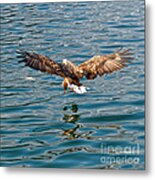European Flying Sea Eagle 6 Metal Print