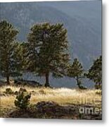 Evening Light On The Meadow Metal Print