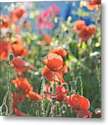 Evening Lights The Poppies Metal Print