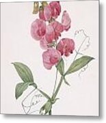 Everlasting Pea By Redoute Metal Print