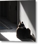 Everybody Needs A Sunny Spot Metal Print