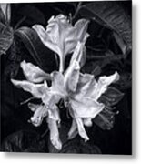 Exbury Azalea In Black And White Metal Print