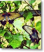 #exotic #tropical #butterflies #pretty Metal Print