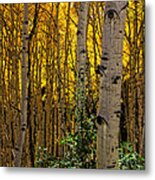 Eyes Of The Forest Metal Print