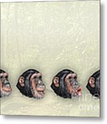 Template - Zoo Or Nature Interpretation Panel - Facial Expressions Of Chimpanzees Pan Troglodytes Metal Print