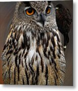 Falco With Owl Alba Spain Metal Print