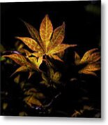 Fall Color In Woodland Light Metal Print