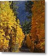 Fall Colors In The Eastern Sierra Nevada Metal Print