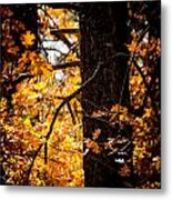 Fall Colors Metal Print