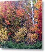 Fall Colors Near Ellison Bay Metal Print