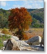 Fall Cypress Metal Print