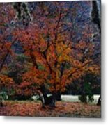 Fall Foliage At Lost Maples State Park Metal Print