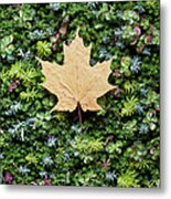 Fall Leaf On Bed Of Succulents Metal Print