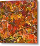 Fall Maple Colors Metal Print