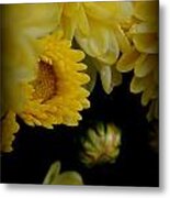 Fall Mums Growing At Blue Horse Rescue Metal Print