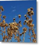 Fall Thistles In Iowa Metal Print