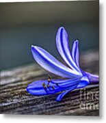 Fallen Beauty Metal Print