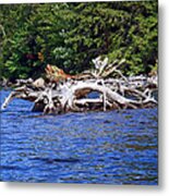 Fallen Tree In A Lake Metal Print