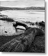 Fallen Tree. Metal Print