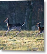 Fallow Deer Mother And Young Stotting Metal Print