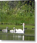 Family Of Swans Metal Print