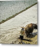 Farmer And Water Buffalo Working In A Metal Print