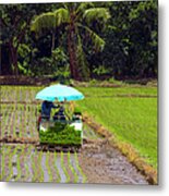 Farmers With A Rice Transplanting Metal Print