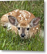 Fawn Metal Print