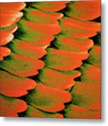 F/col Sem Of Scales On Swallowtail Butterfly Wing Metal Print