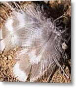 Feathers Metal Print