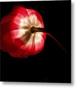 Feathery Tulip Metal Print