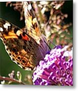 Painted Lady Moth/butterfly Gift Ideas Metal Print