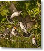 Feeding Frenzy Metal Print