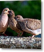 Feeding Twin Mourning Doves Metal Print