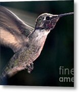 Male Anna In Flight Metal Print