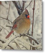 Female Cardinal In The Snow Ii Metal Print