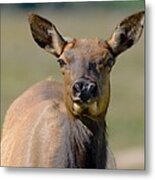 Female Elk Metal Print