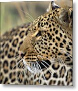 Female Leopard Portrait Masai Mara Metal Print