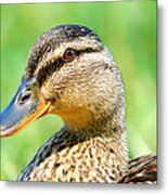 Female Mallard Duck Metal Print