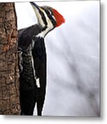 Female Pileated Woodpecker 2 Metal Print