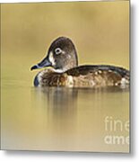Female Ring Necked Duck Metal Print