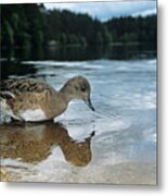 Female Widgeon Metal Print