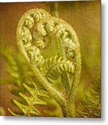 Fern Heart Metal Print