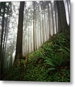 Ferns And Fog In A Lush Forest Metal Print