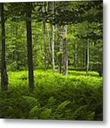 Ferns In A Vermont Woodland Forest Metal Print