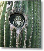 Ferruginous Pygmy Owl In Saguaro Arizona Metal Print