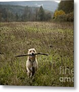 Fetching Metal Print